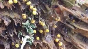 Attēlu rezultāti vaicājumam “Physarum viride”