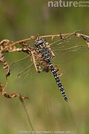 Attēlu rezultāti vaicājumam “Aeshna juncea male”