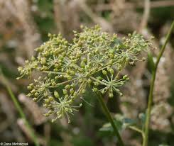 Attēlu rezultāti vaicājumam “Peucedanum palustre”