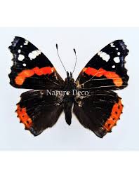 Attēlu rezultāti vaicājumam “Vanessa atalanta upperside”