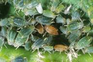 Attēlu rezultāti vaicājumam “Aphis farinosa”