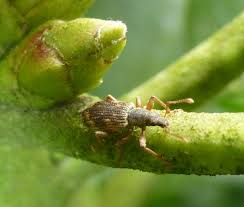 Attēlu rezultāti vaicājumam “Polydrusus tereticollis”