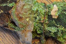 Attēlu rezultāti vaicājumam “Lophocolea minor macro”