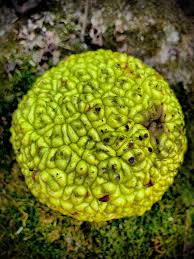 Attēlu rezultāti vaicājumam “Bromus hordeaceus subsp. hordaceus fruit”