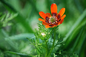 Image result for Adonis aestivalis