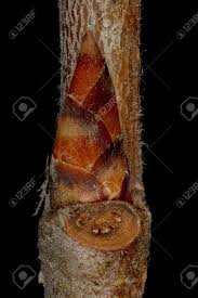 Attēlu rezultāti vaicājumam “Ulmus laevis”