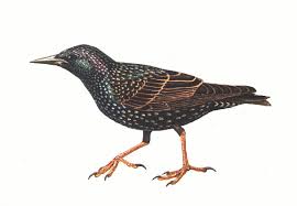 Attēlu rezultāti vaicājumam “Sturnus vulgaris male”