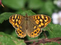 Attēlu rezultāti vaicājumam “Pararge aegeria underside”