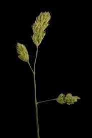 Attēlu rezultāti vaicājumam “Dactylis glomerata subsp. glomerata”