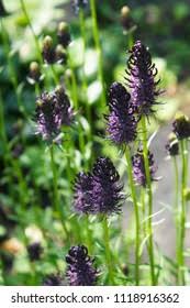 Attēlu rezultāti vaicājumam “Phyteuma spicatum flower”