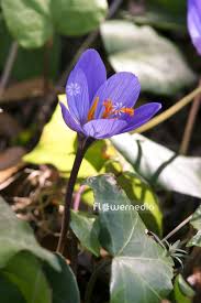 Attēlu rezultāti vaicājumam “Crocus speciosus flower”