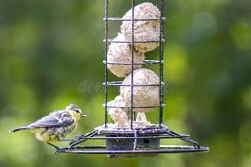 Attēlu rezultāti vaicājumam “Cyanistes caeruleus juvenile”
