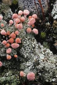 Attēlu rezultāti vaicājumam “Dibaeis baeomyces”