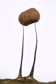 Attēlu rezultāti vaicājumam “Paradiacheopsis rigida”