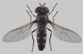 Attēlu rezultāti vaicājumam “Eupeodes nielseni”