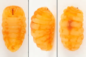 Attēlu rezultāti vaicājumam “Rabdophaga salicis”