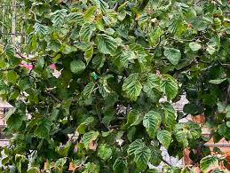 Attēlu rezultāti vaicājumam “Corylus avellana”