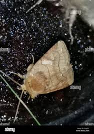 Attēlu rezultāti vaicājumam “Eriopygodes imbecilla”