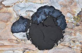 Attēlu rezultāti vaicājumam “Amaurochaete atra”