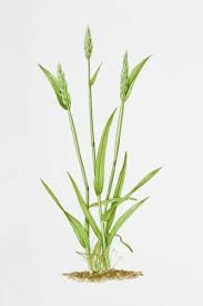 Attēlu rezultāti vaicājumam “Anthoxanthum odoratum”