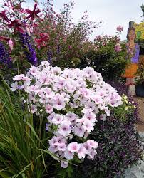 Image result for Lavatera trimestris