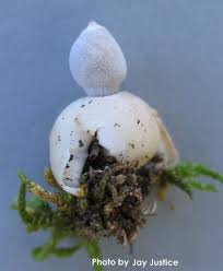 Attēlu rezultāti vaicājumam “Geastrum quadrifidum”