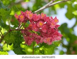 Attēlu rezultāti vaicājumam “Aesculus x hybrida flower”