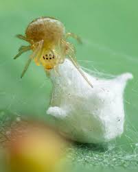 Attēlu rezultāti vaicājumam “Paidiscura pallens”