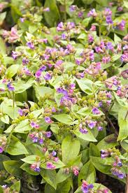 Attēlu rezultāti vaicājumam “Pulmonaria angustifolia flower”