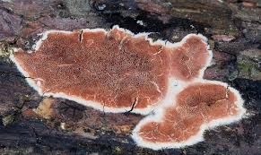 Attēlu rezultāti vaicājumam “Gloeoporus taxicola”