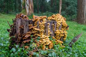 Attēlu rezultāti vaicājumam “Armillaria sp.”