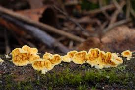 Attēlu rezultāti vaicājumam “Pseudomerulius aureus”