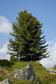 Image result for Pinus cembra