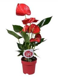 Image result for Бегония Элатиор 12х22 4601887072423