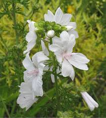 Attēlu rezultāti vaicājumam “Malva moschata alba flower”