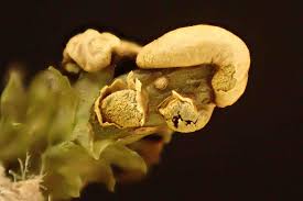 Attēlu rezultāti vaicājumam “Diderma ochraceum spores”