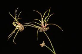 Attēlu rezultāti vaicājumam “Juncus bulbosus leaf”