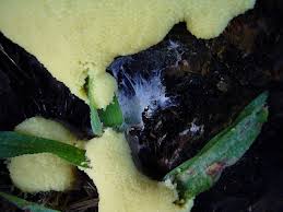 Attēlu rezultāti vaicājumam “Brefeldia maxima young”