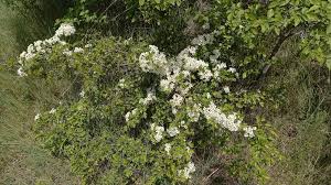 Attēlu rezultāti vaicājumam “Crataegus monogyna subsp. nordica”