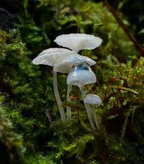 Attēlu rezultāti vaicājumam “Craterocolla cerasi”