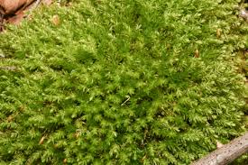 Attēlu rezultāti vaicājumam “Mnium hornum”