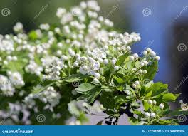 Attēlu rezultāti vaicājumam “Crataegus laevigata bud”