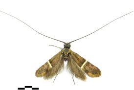 Attēlu rezultāti vaicājumam “Adelidae”