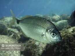 Image result for Diplodus