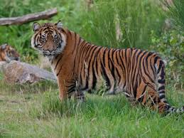 Afbeeldingsresultaat voor tijgers