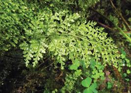 Attēlu rezultāti vaicājumam “Leiocolea rutheana”