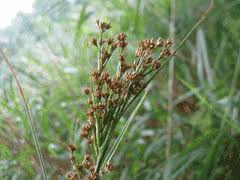 Attēlu rezultāti vaicājumam “Cladium mariscus fruit”