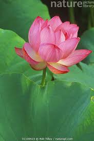 Attēlu rezultāti vaicājumam “Lotus sp. flower”