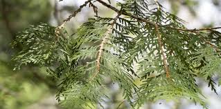 Attēlu rezultāti vaicājumam “Thuja occidentalis leaf”