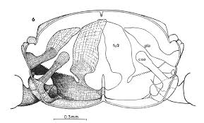 Attēlu rezultāti vaicājumam “Potosia cuprea imago”